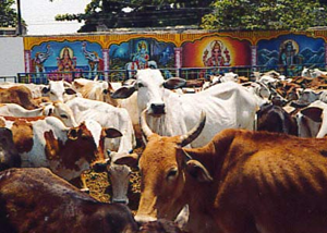 Information about Message Of God. Lord Balaji Divine Messages,Lord Balaji Miracles,Quotes On Lord Venkateswara